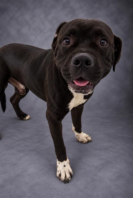 HAMS, Adoptable, Adult Male American Bulldog & Mixed Breed.