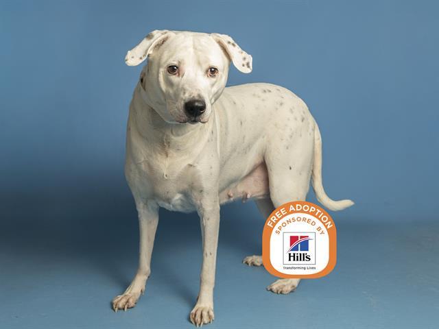 TOASTY, Adoptable, Adult Female Dalmatian & Mixed Breed.