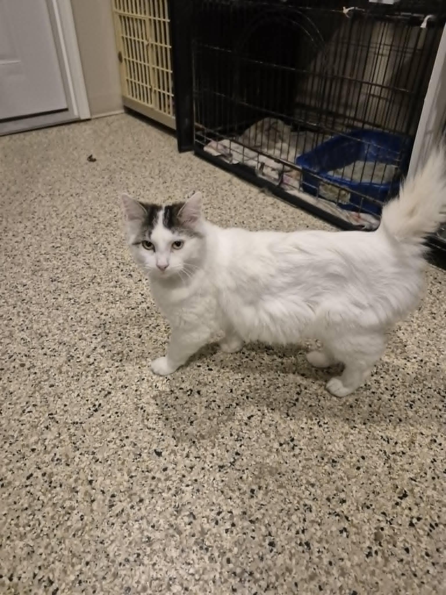 Merlin, ADOPTABLE, Adult Male Domestic Long Hair.