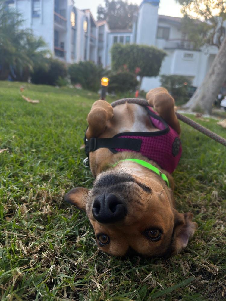 Raja 2, Adoptable, Adult Female Mixed Breed.