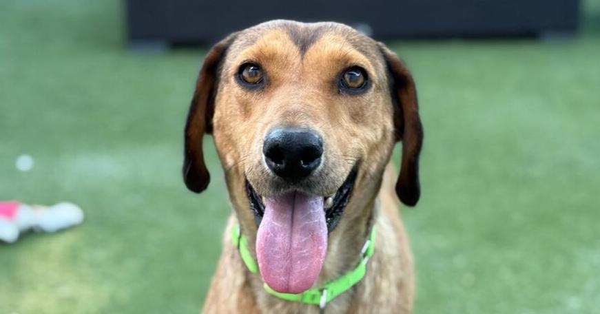 Enlarge Raja 2, a Adoptable mixed breed in San Diego, CA image 3/6