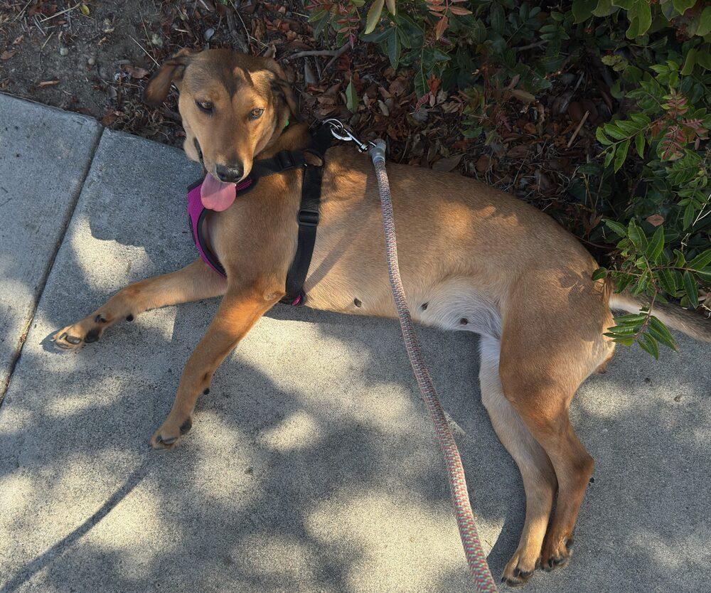 Enlarge Raja 2, a Adoptable mixed breed in San Diego, CA image 4/6