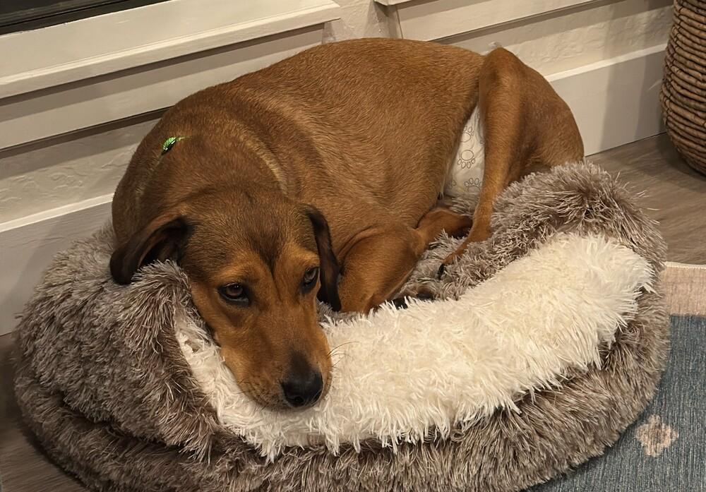 Enlarge Raja 2, a Adoptable mixed breed in San Diego, CA image 5/6