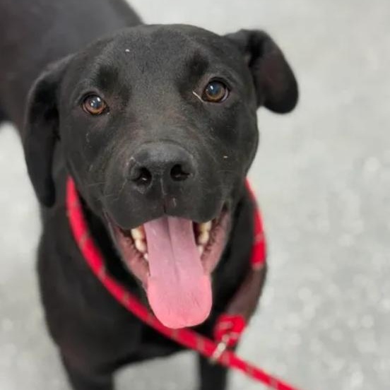 Enlarge Simba, a ADOPTABLE mixed breed in Bardstown, KY image 3/6