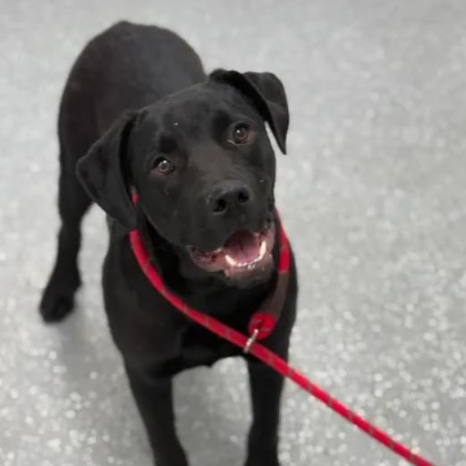 Enlarge Simba, a ADOPTABLE mixed breed in Bardstown, KY image 2/6