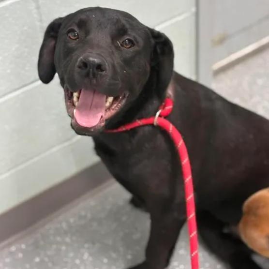 Enlarge Simba, a ADOPTABLE mixed breed in Bardstown, KY image 6/6