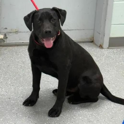Simba, ADOPTABLE, Puppy Male Labrador Retriever.