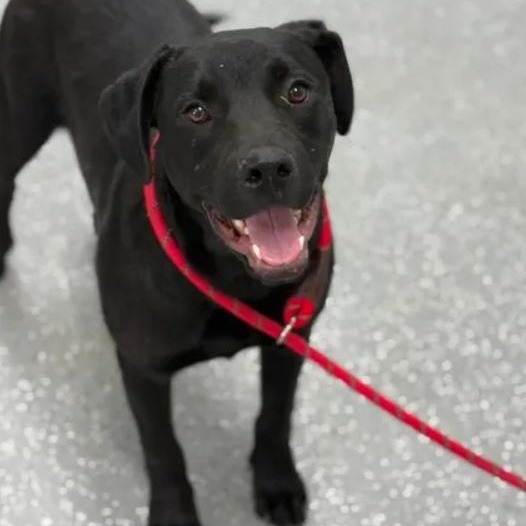 Enlarge Simba, a ADOPTABLE mixed breed in Bardstown, KY image 4/6