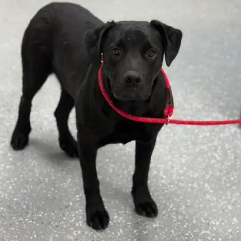 Enlarge Simba, a ADOPTABLE mixed breed in Bardstown, KY image 5/6