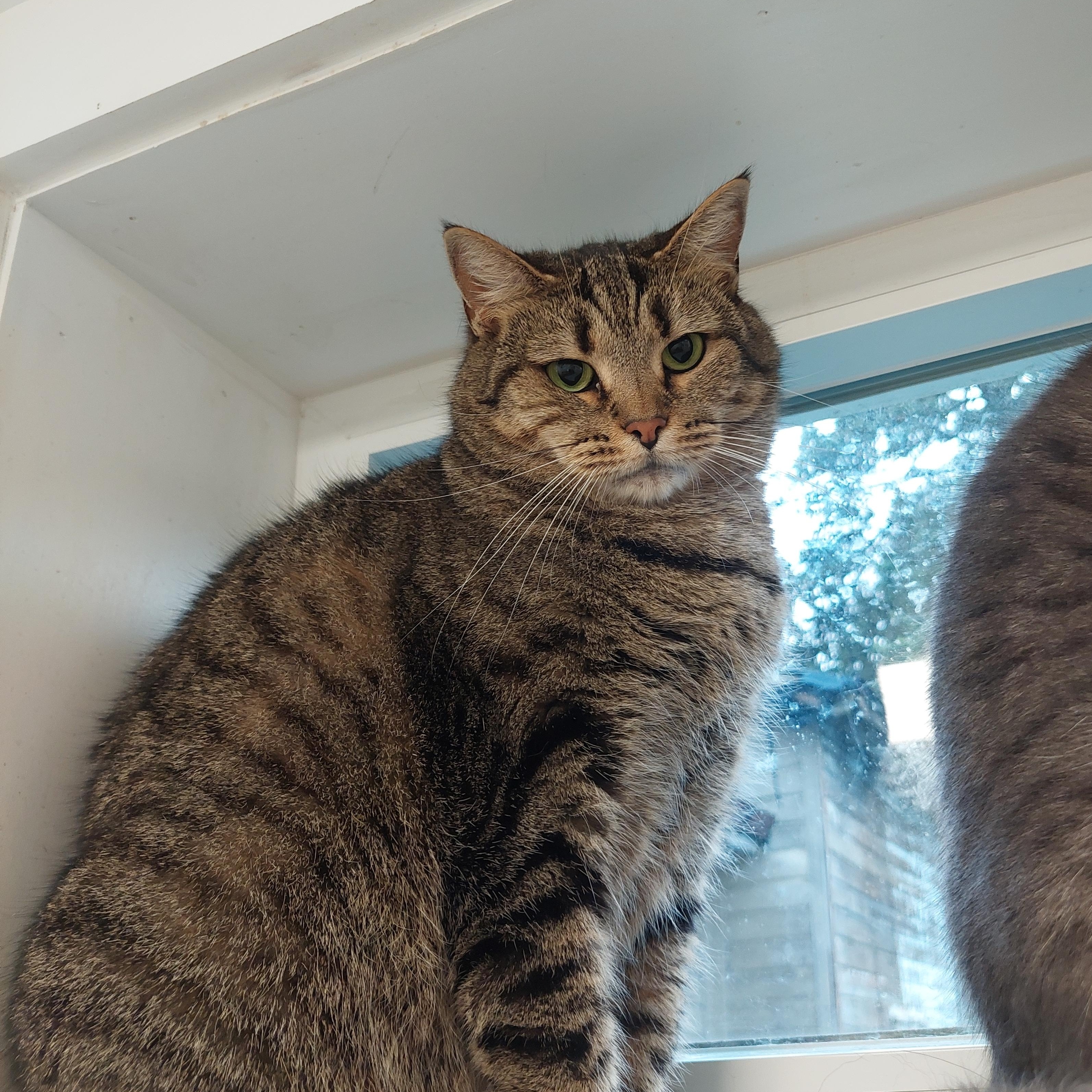 Enlarge Sweet Pea, a Adoptable Domestic Short Hair in Williamsport, PA image 1/1