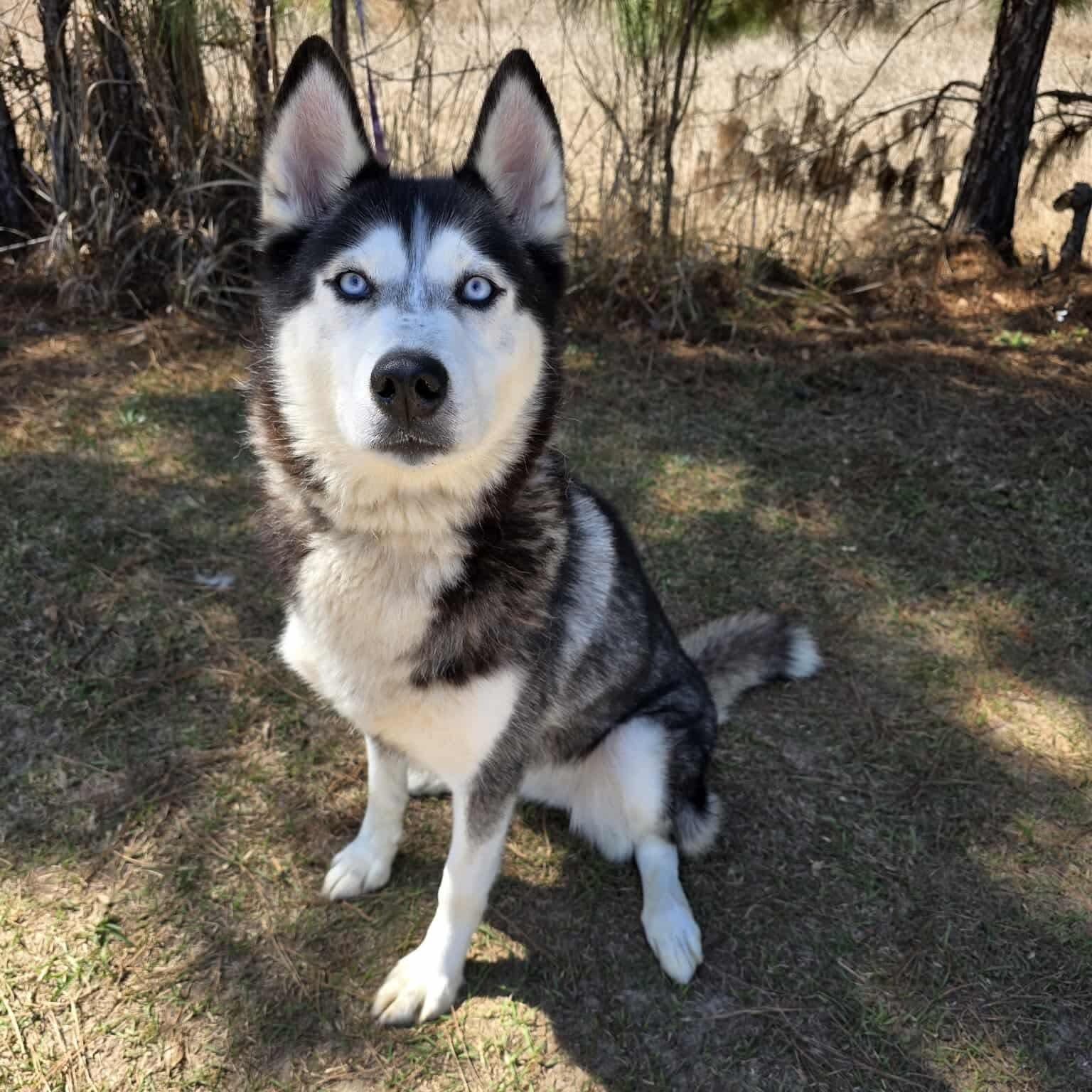 Enlarge Aurora, a Adoptable mixed breed in Battle Creek, MI image 5/6