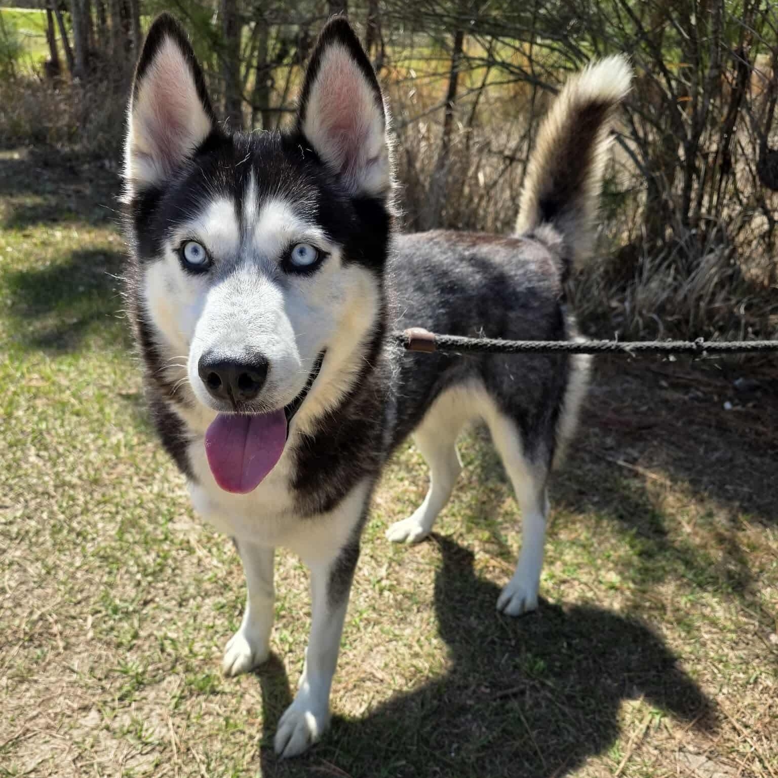 Enlarge Aurora, a Adoptable mixed breed in Battle Creek, MI image 4/6