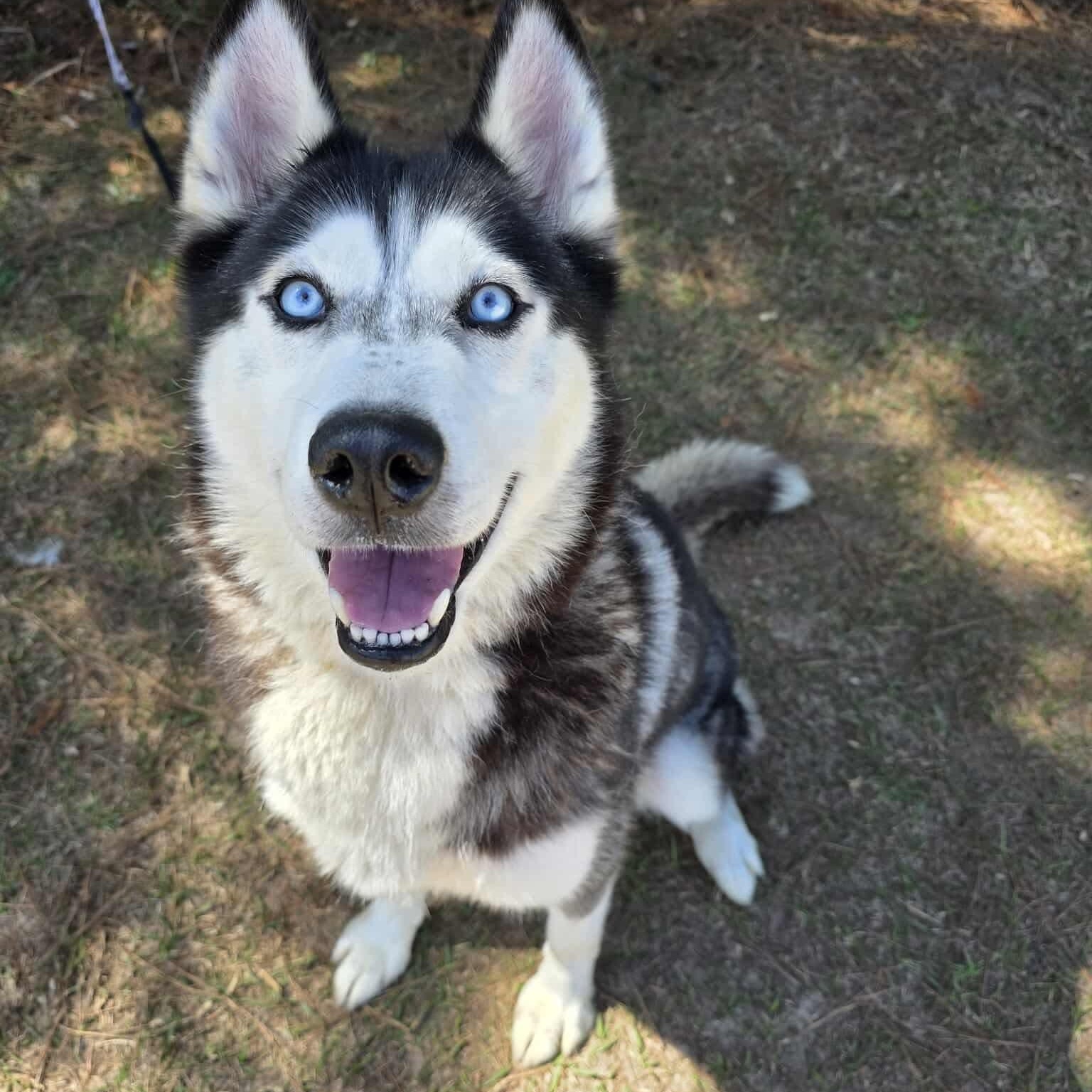 Enlarge Aurora, a Adoptable mixed breed in Battle Creek, MI image 2/6