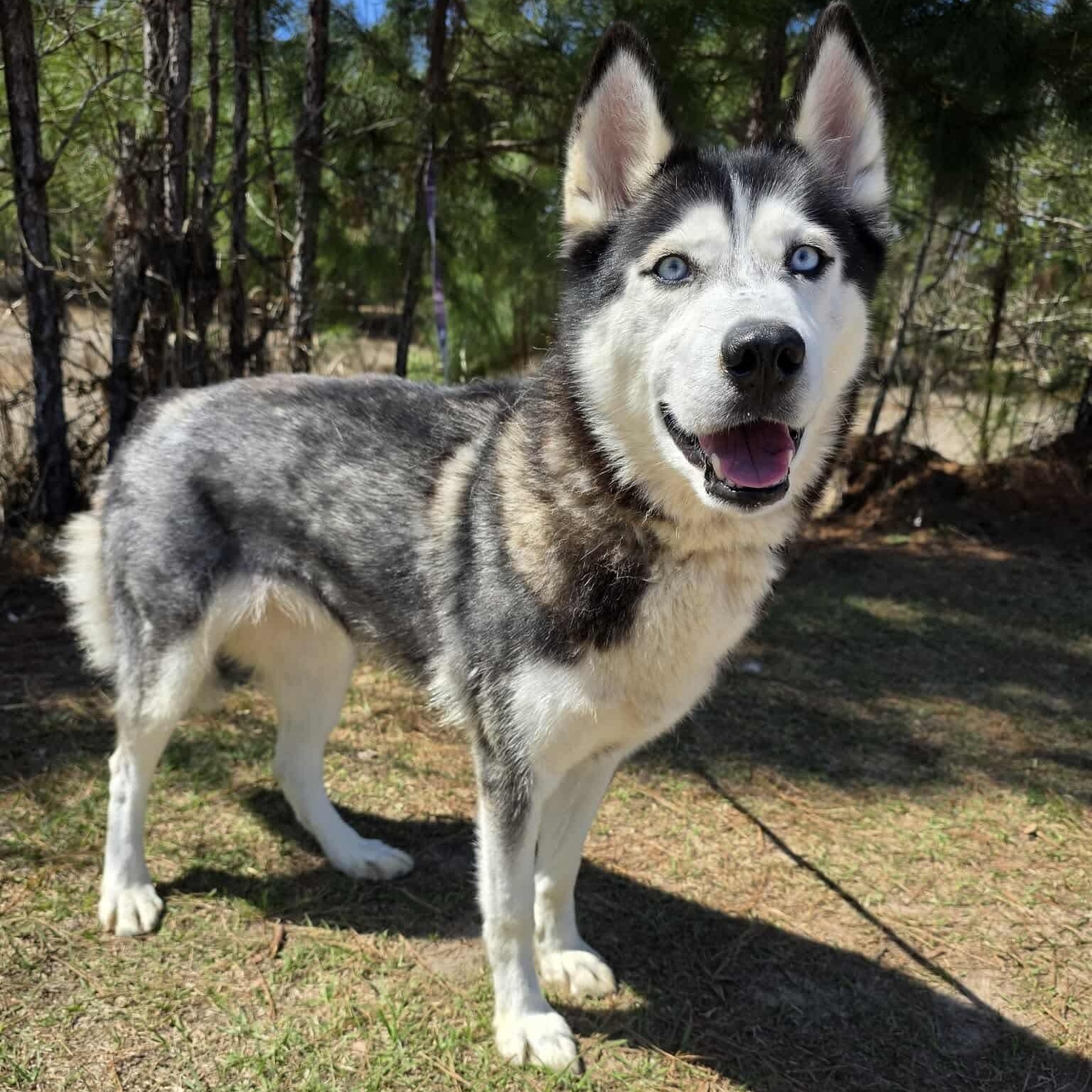 Enlarge Aurora, a Adoptable mixed breed in Battle Creek, MI image 3/6