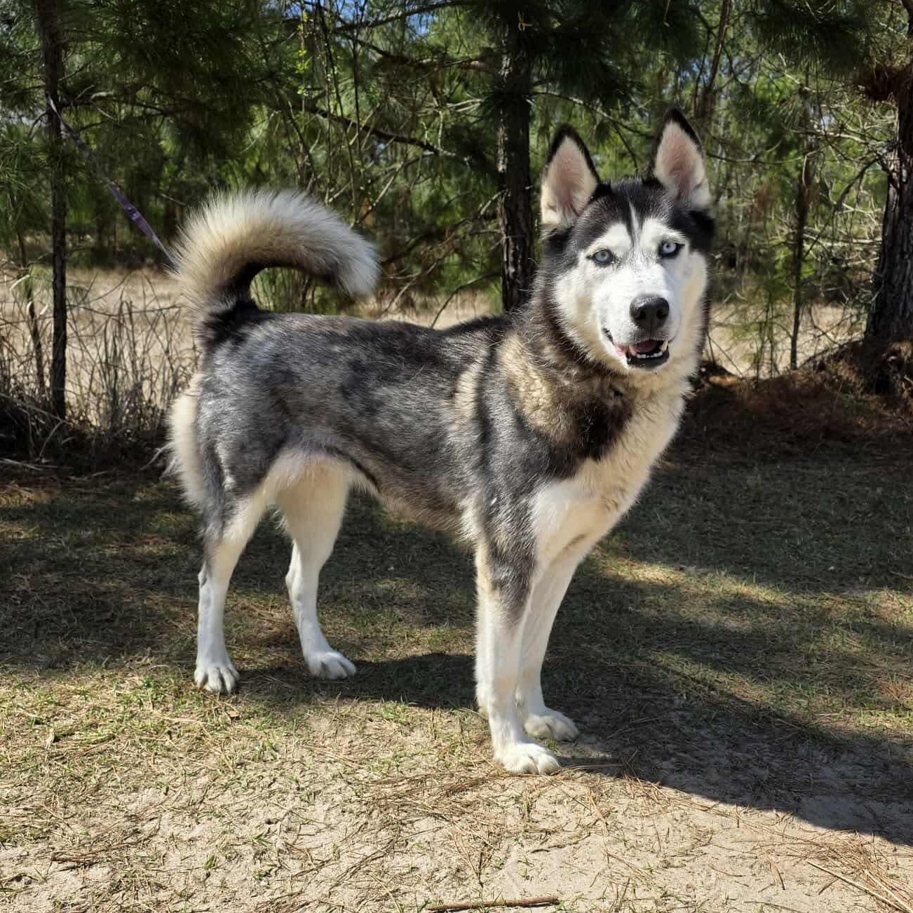 Enlarge Aurora, a Adoptable mixed breed in Battle Creek, MI image 6/6