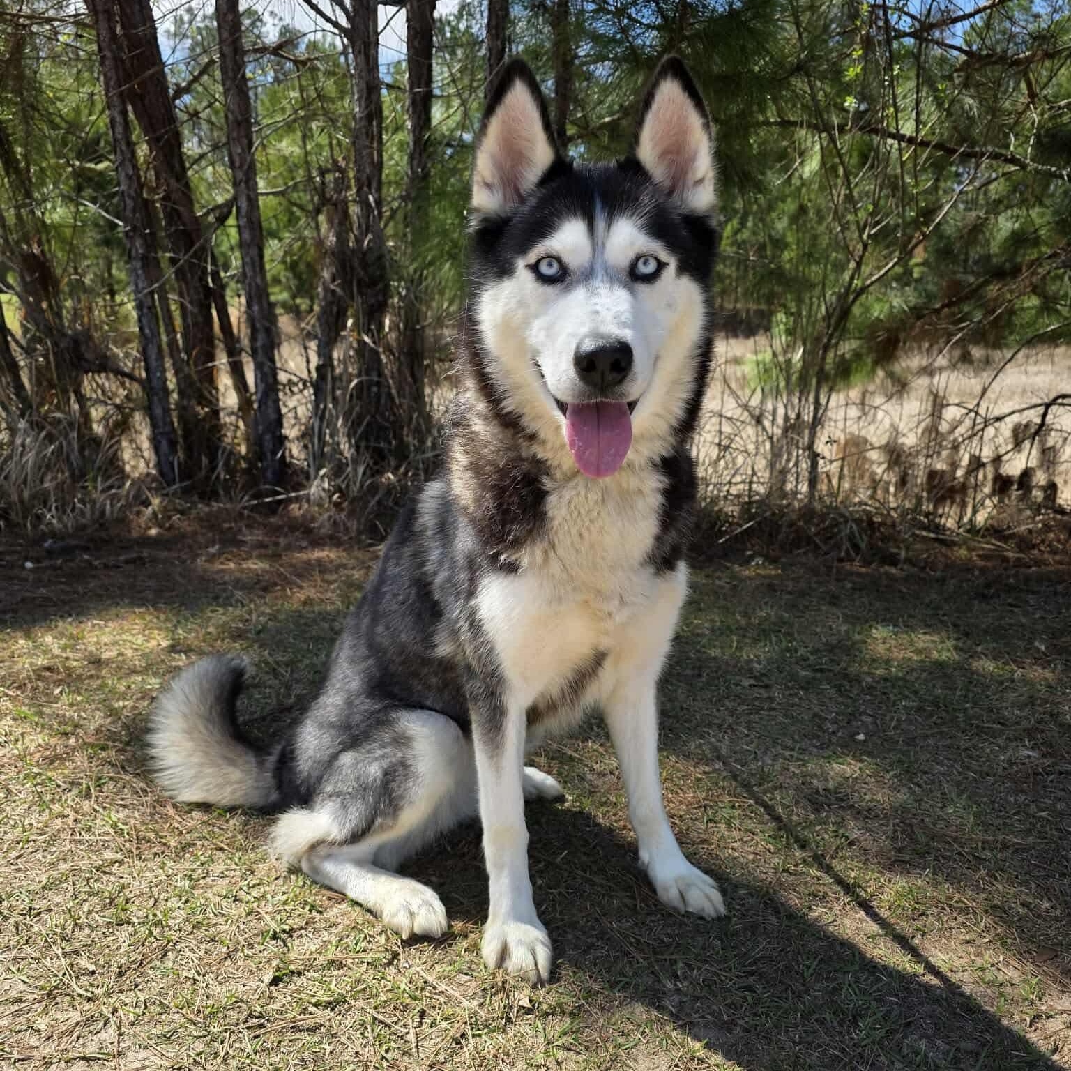 Aurora, Adoptable, Adult Female Husky & Siberian Husky.
