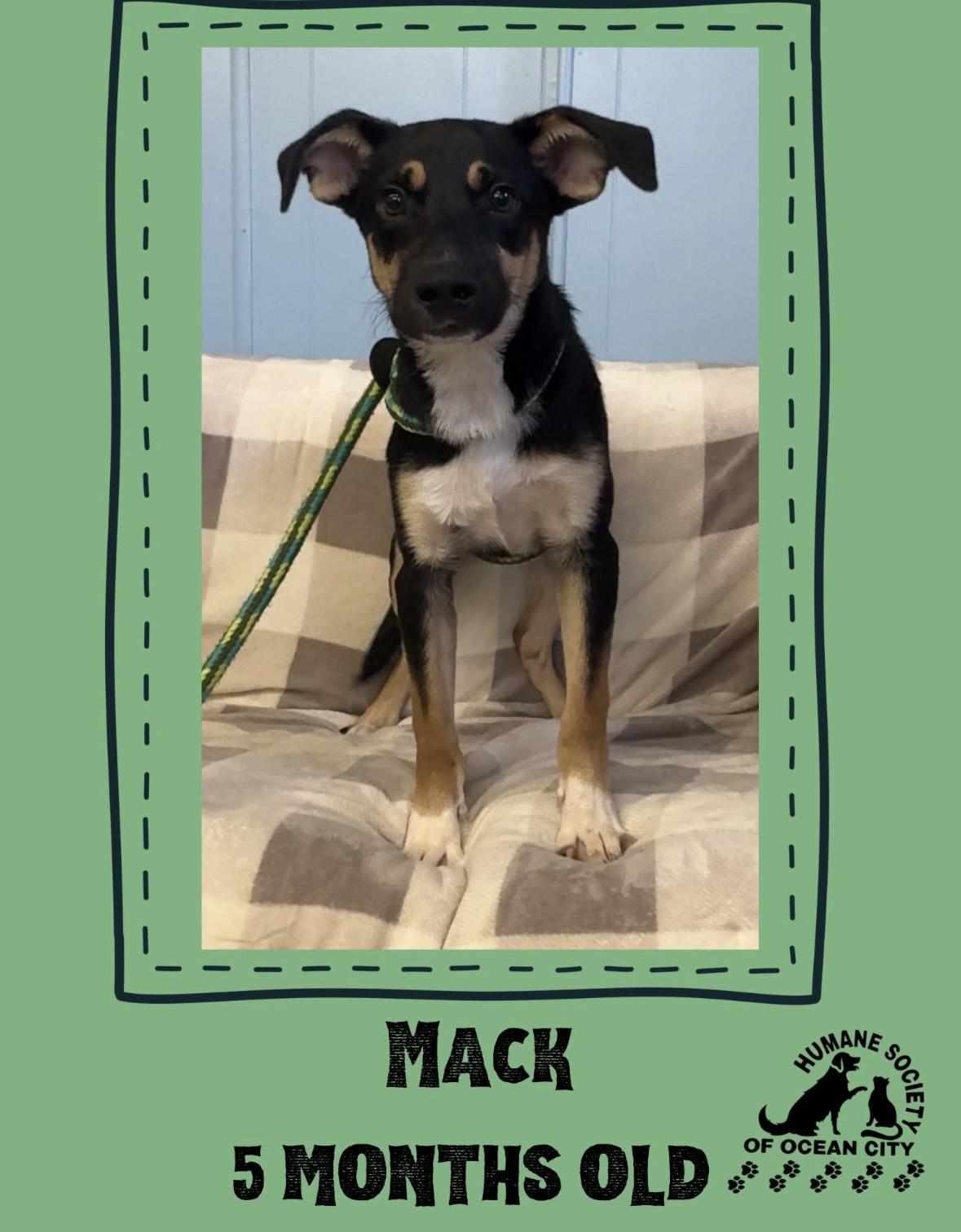 Enlarge Mack, a Adopted mixed breed in Ocean City, NJ image 1/1