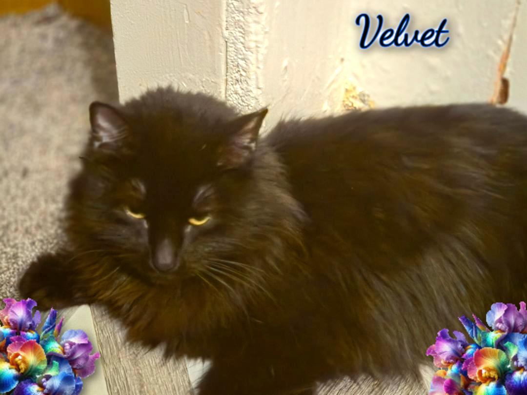 Velvet, ADOPTABLE, Adult Female Domestic Long Hair.