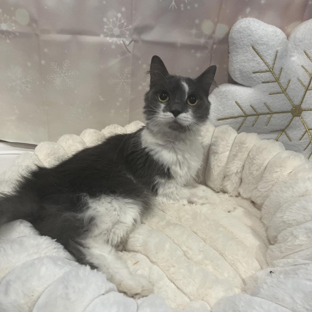 Enlarge Yen, a Adoptable Domestic Medium Hair in Pasadena , MD image 3/3