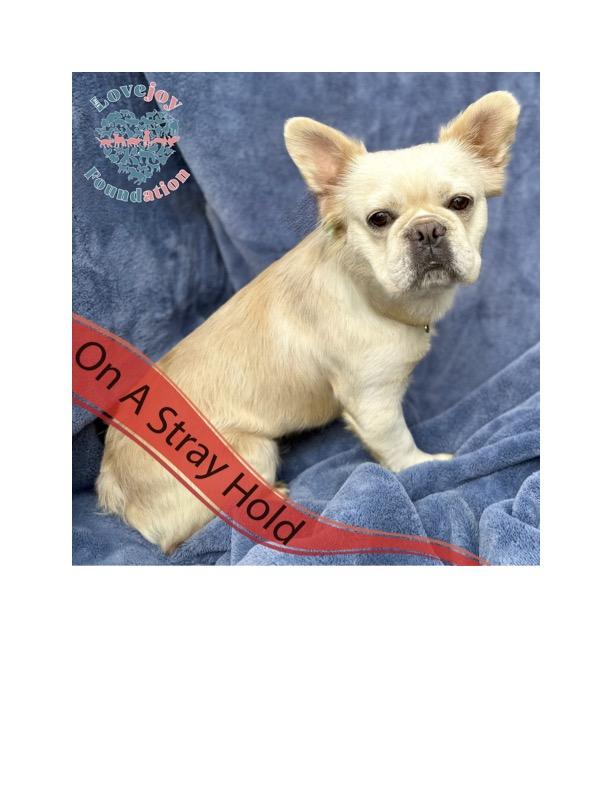 STRAY HOLD UNTIL 08052025 A photo with a stray hold banner is public and posted in a desire to reu
