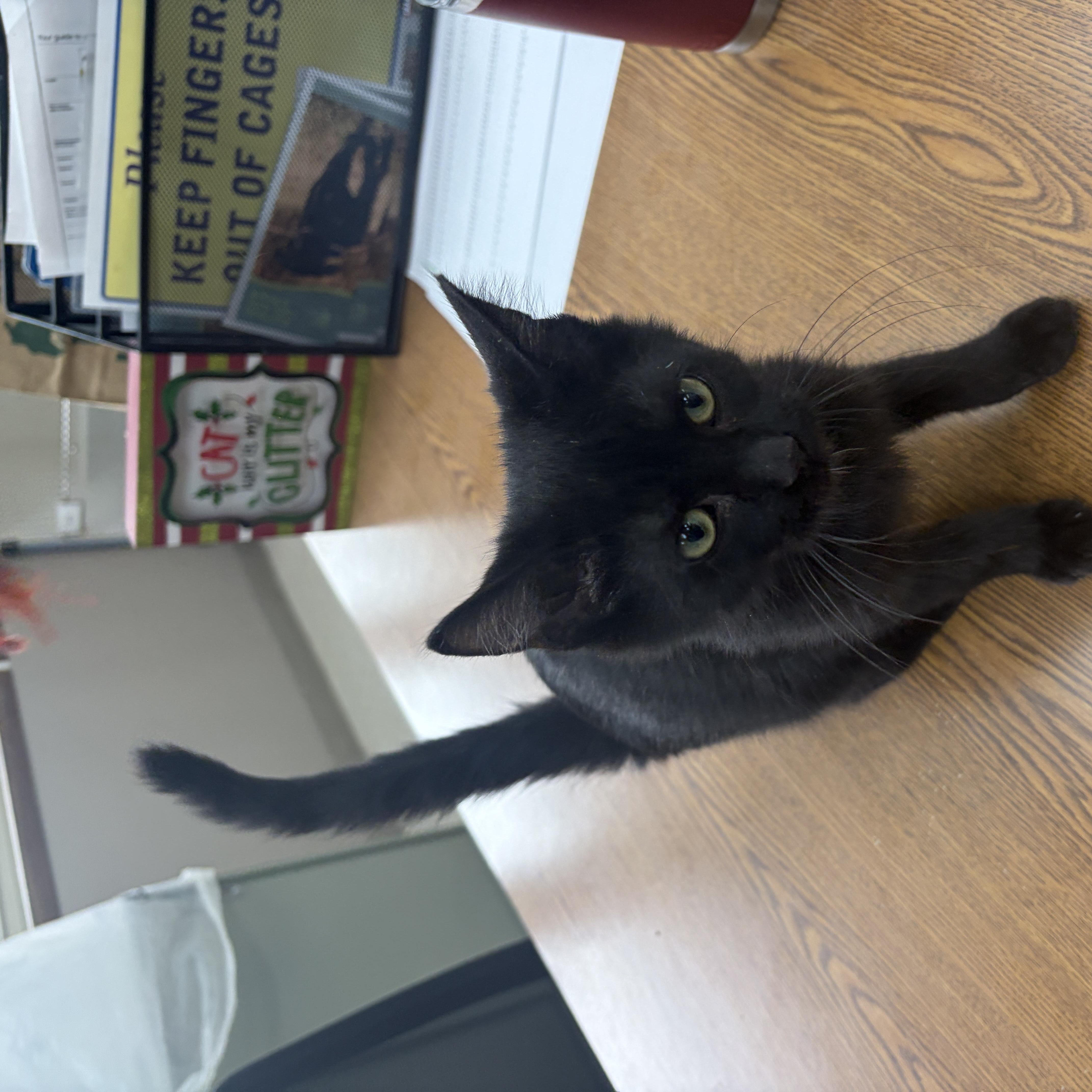 Enlarge Chip, a Adoptable Domestic Short Hair in Neillsville, WI image 3/5