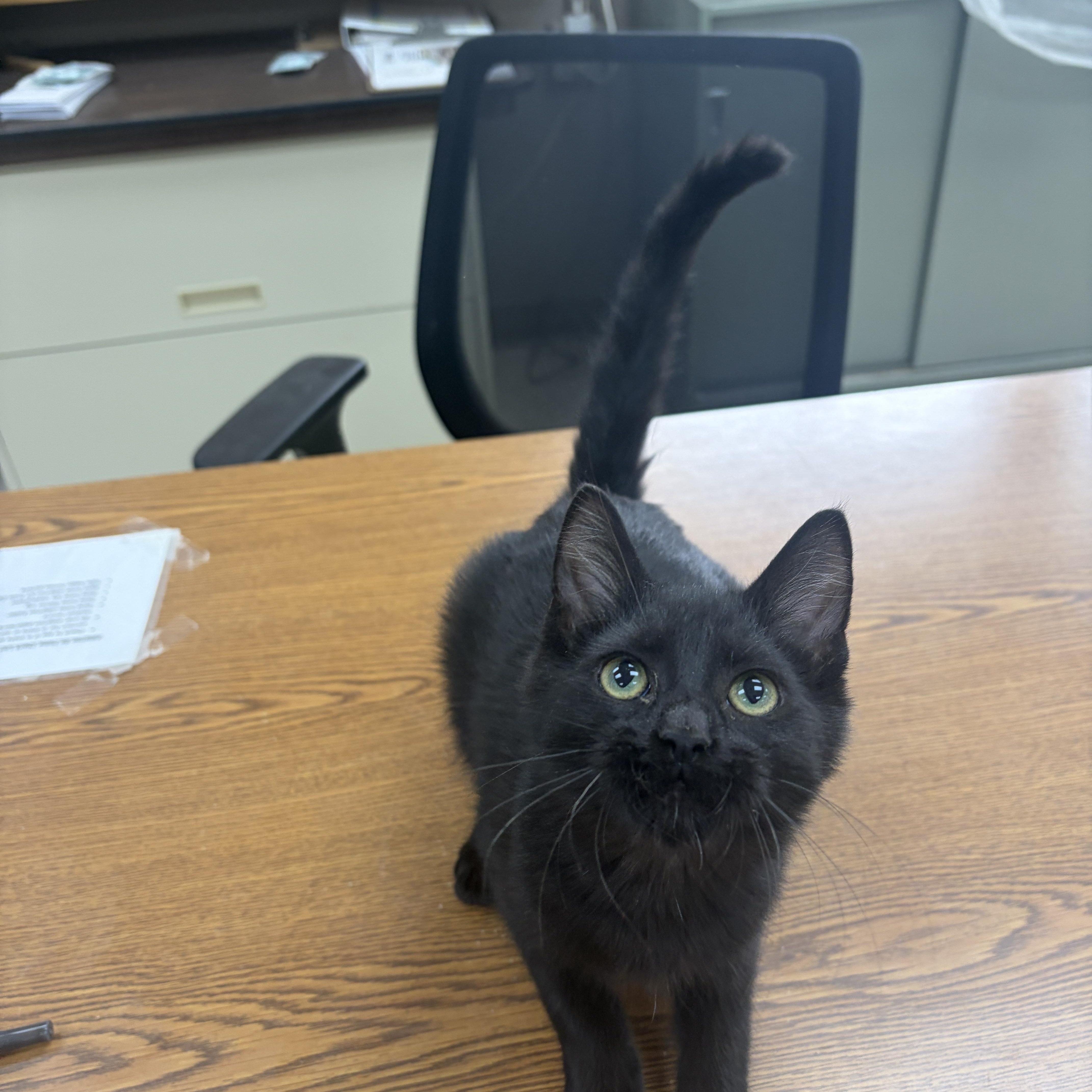 Enlarge Chip, a Adoptable Domestic Short Hair in Neillsville, WI image 5/5