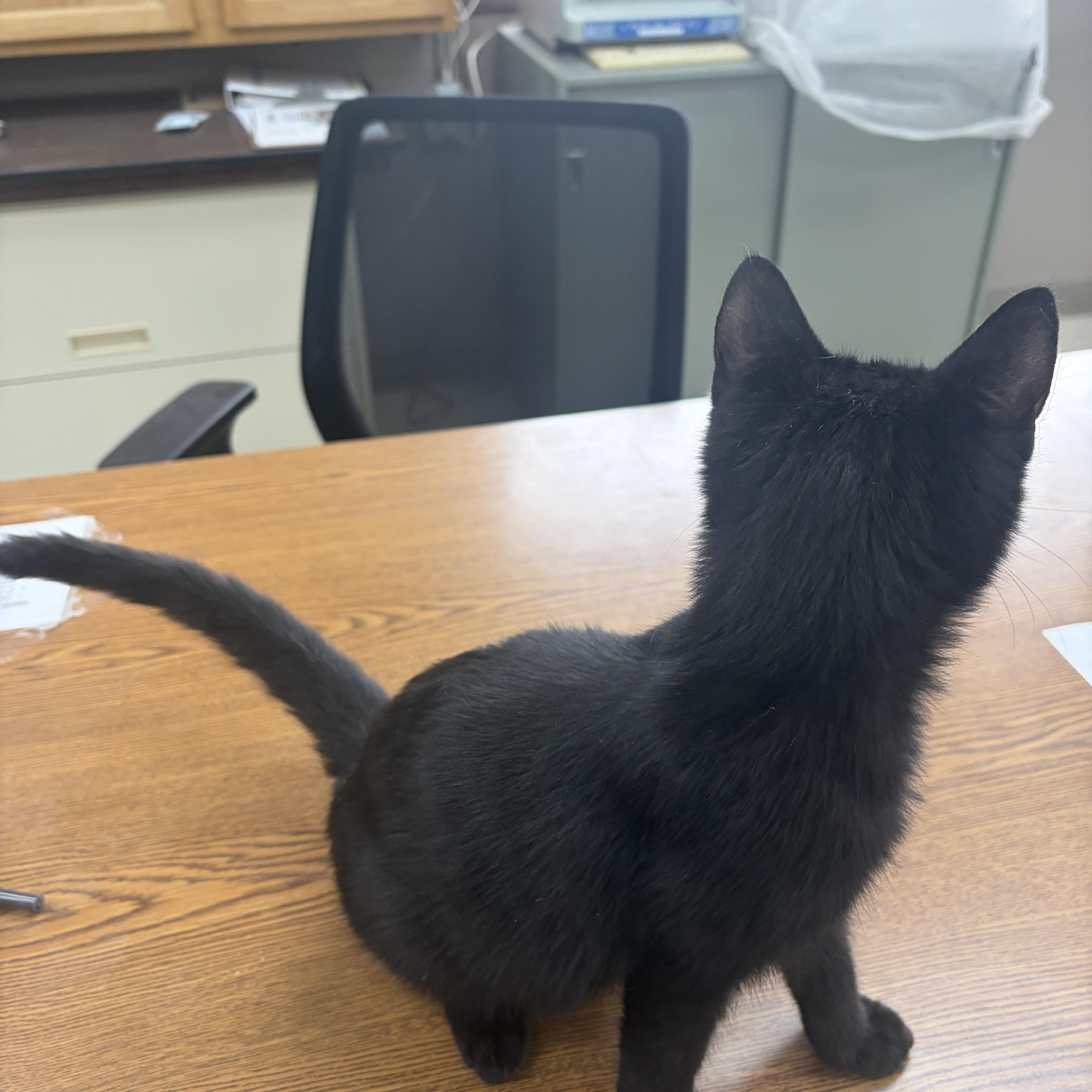 Enlarge Chip, a Adoptable Domestic Short Hair in Neillsville, WI image 4/5