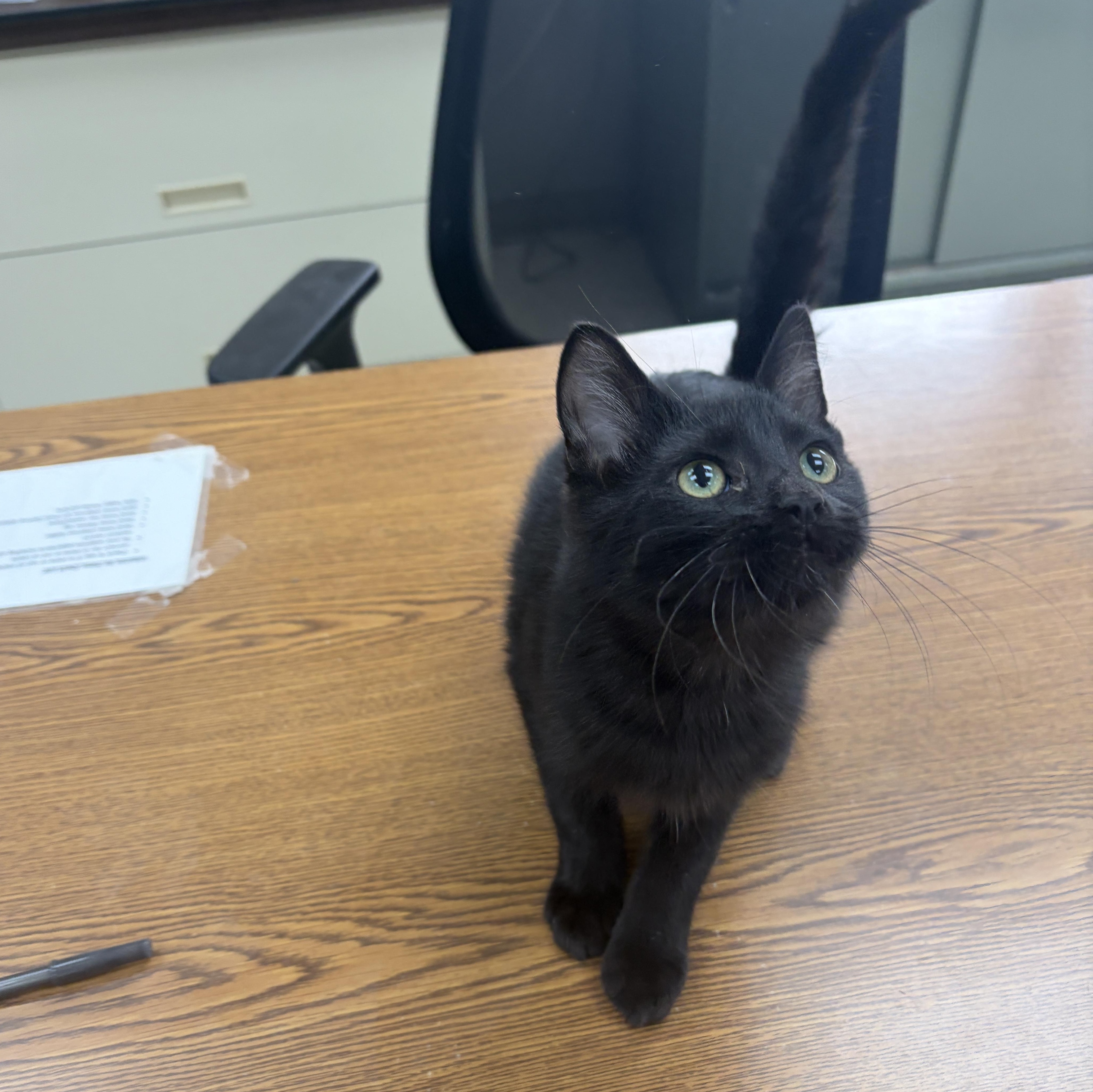 Chip, Adoptable, Kitten Male Domestic Short Hair.