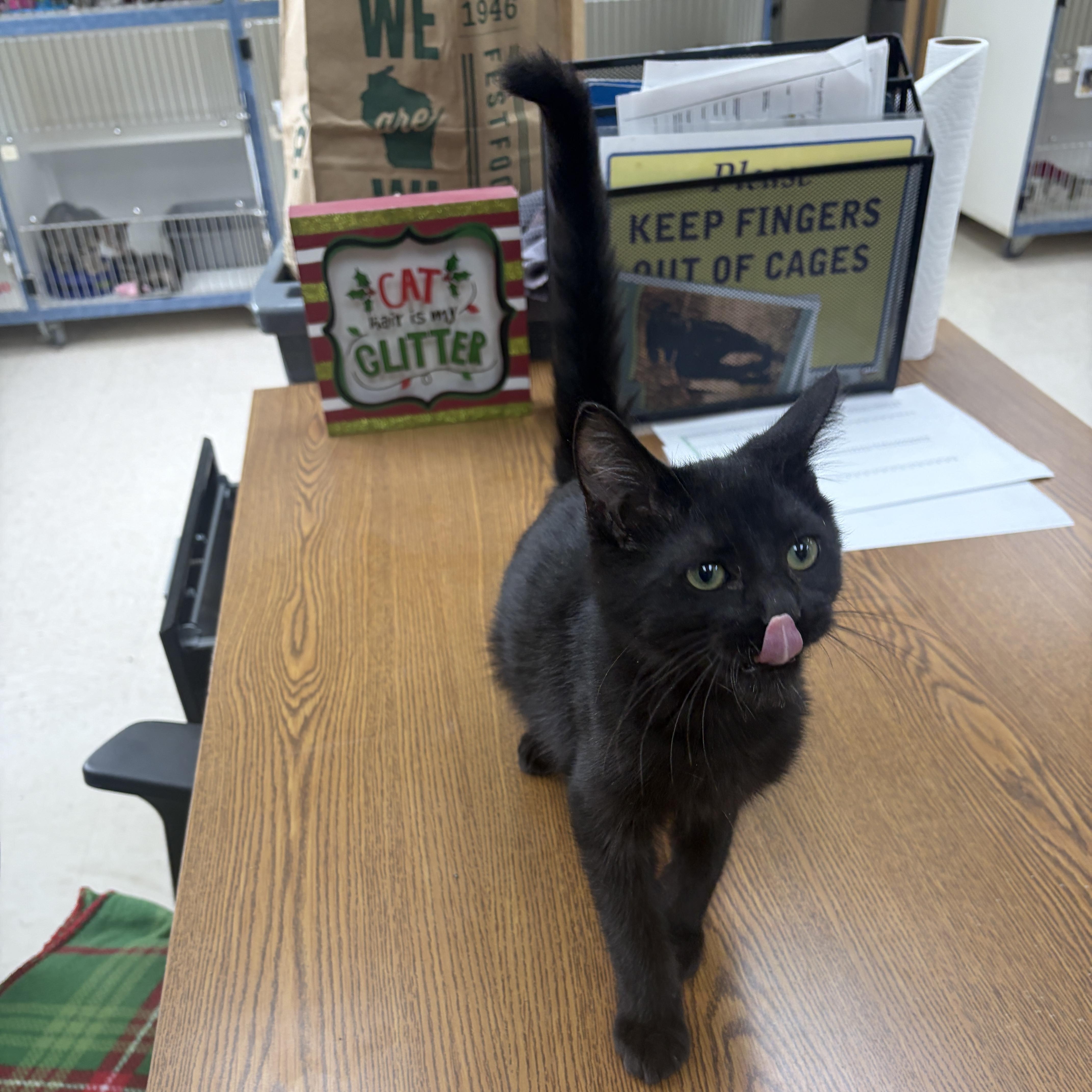Enlarge Chip, a Adoptable Domestic Short Hair in Neillsville, WI image 2/5