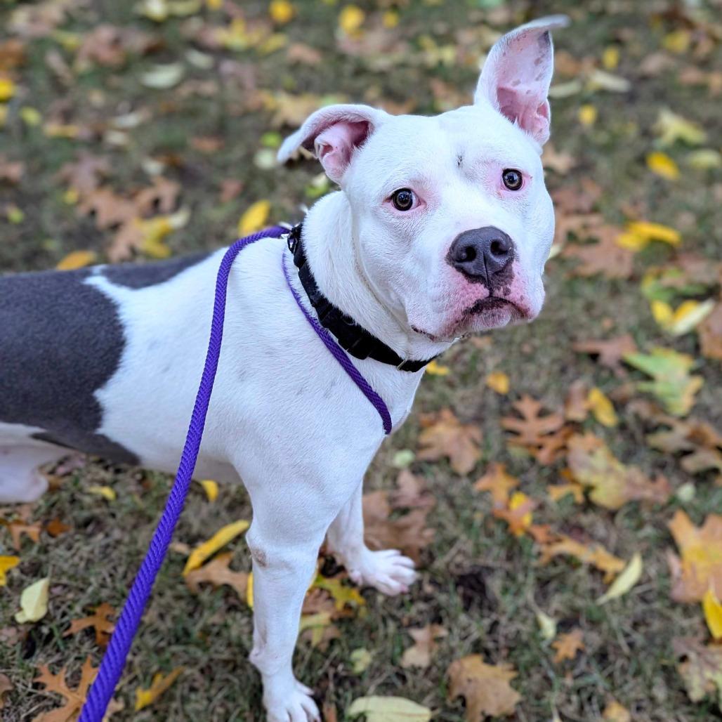 Conde, Adoptable, Adult Male American Staffordshire Terrier.