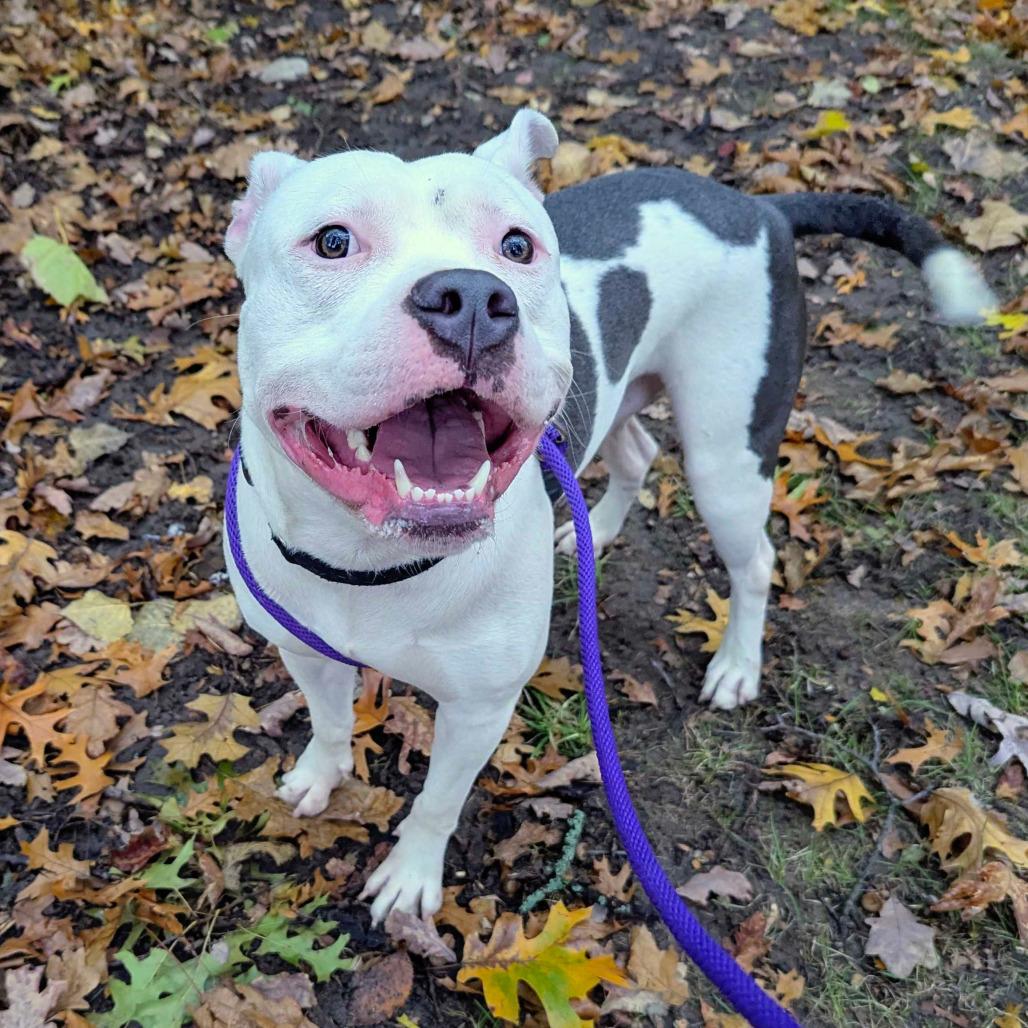 Conde, a Adoptable American Staffordshire Terrier in Grand Rapids, MI image 2/3