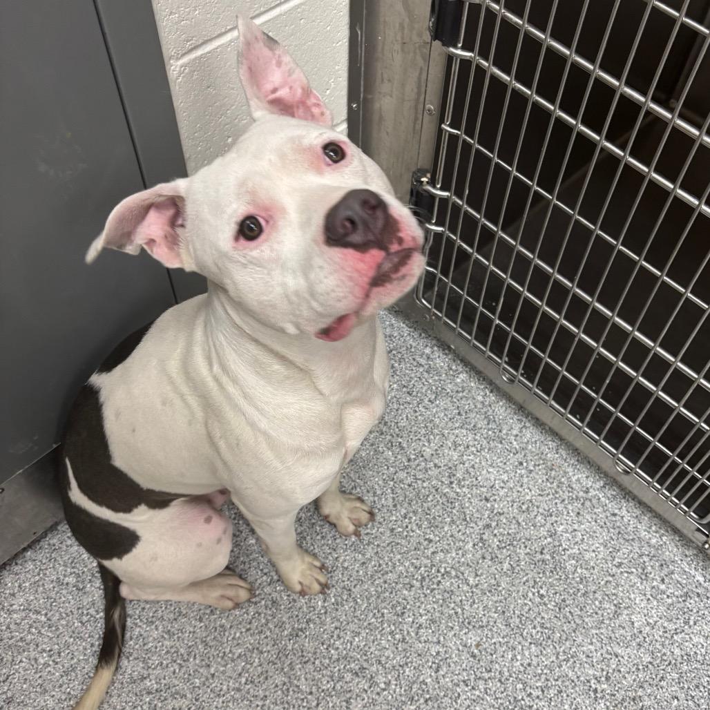 Conde, a Adoptable American Staffordshire Terrier in Grand Rapids, MI image 3/3