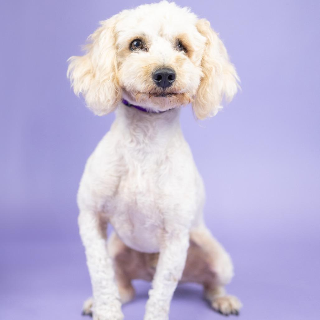 Tanner, Adoptable, Adult Male Poodle.