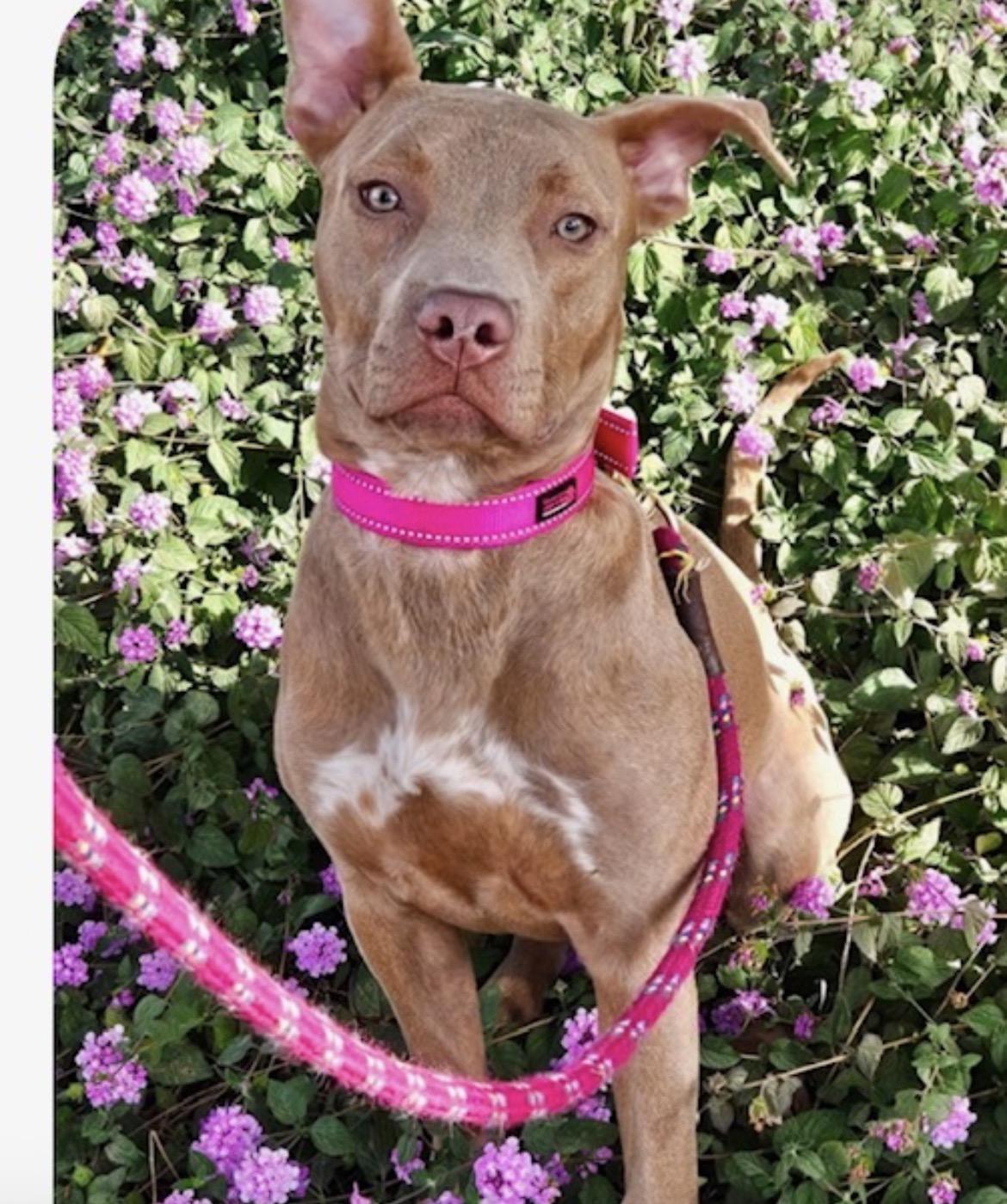 Millie, a ADOPTABLE mixed breed in Scottsdale, AZ image 3/6