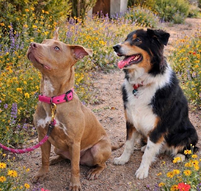 Millie, a ADOPTABLE mixed breed in Scottsdale, AZ image 5/6