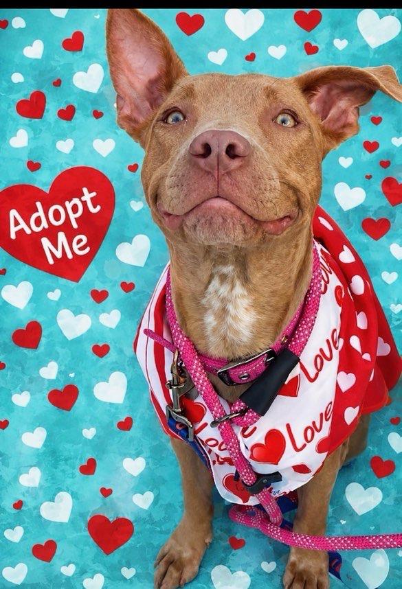 Millie, ADOPTABLE, Young Female American Staffordshire Terrier & Pit Bull Terrier.