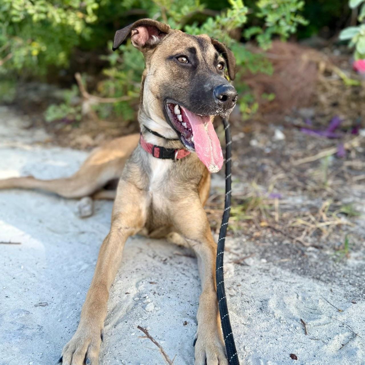 Liliana, adopted, Young Female Shepherd.