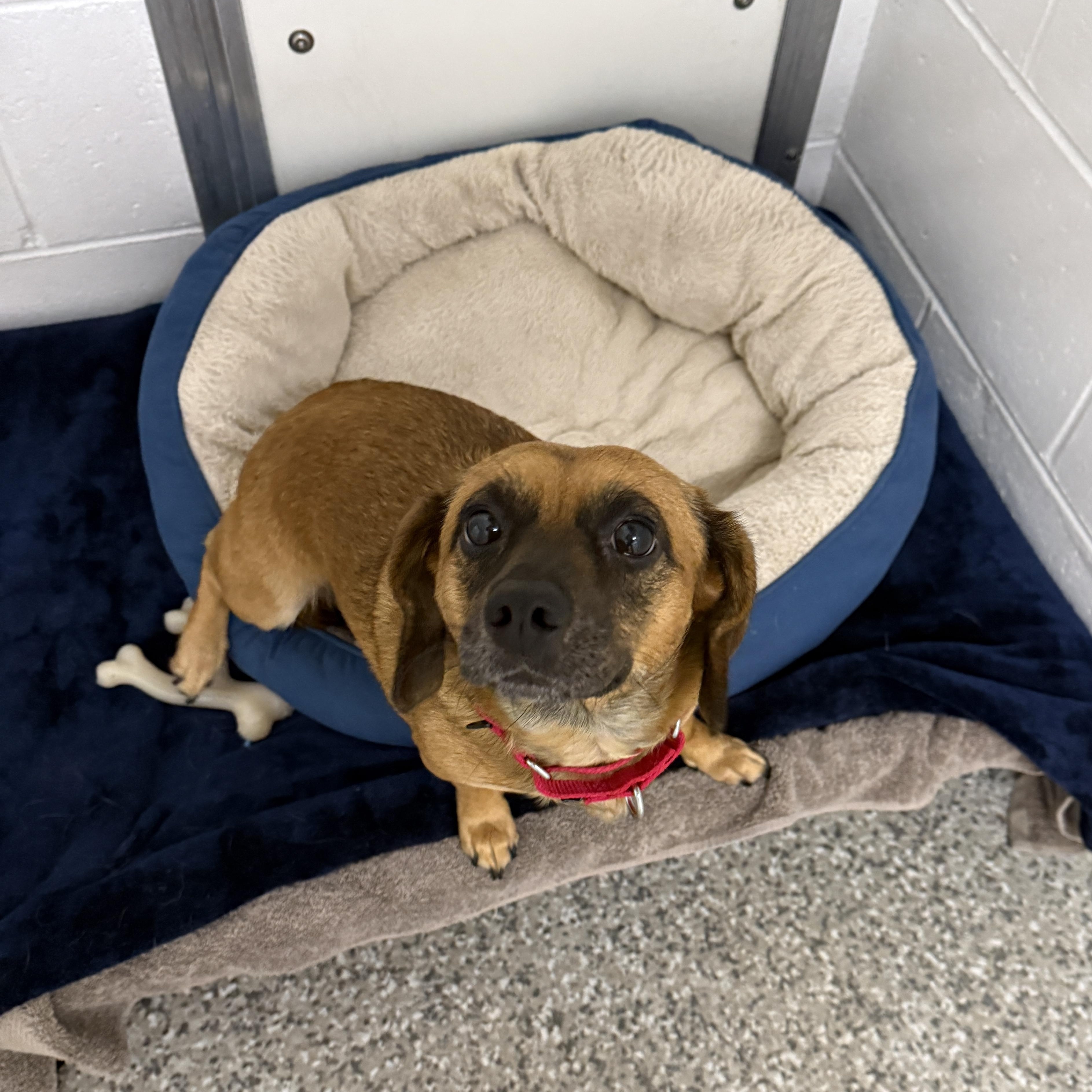 Enlarge Bisquick, a Adopted mixed breed in Oconto, WI image 3/3