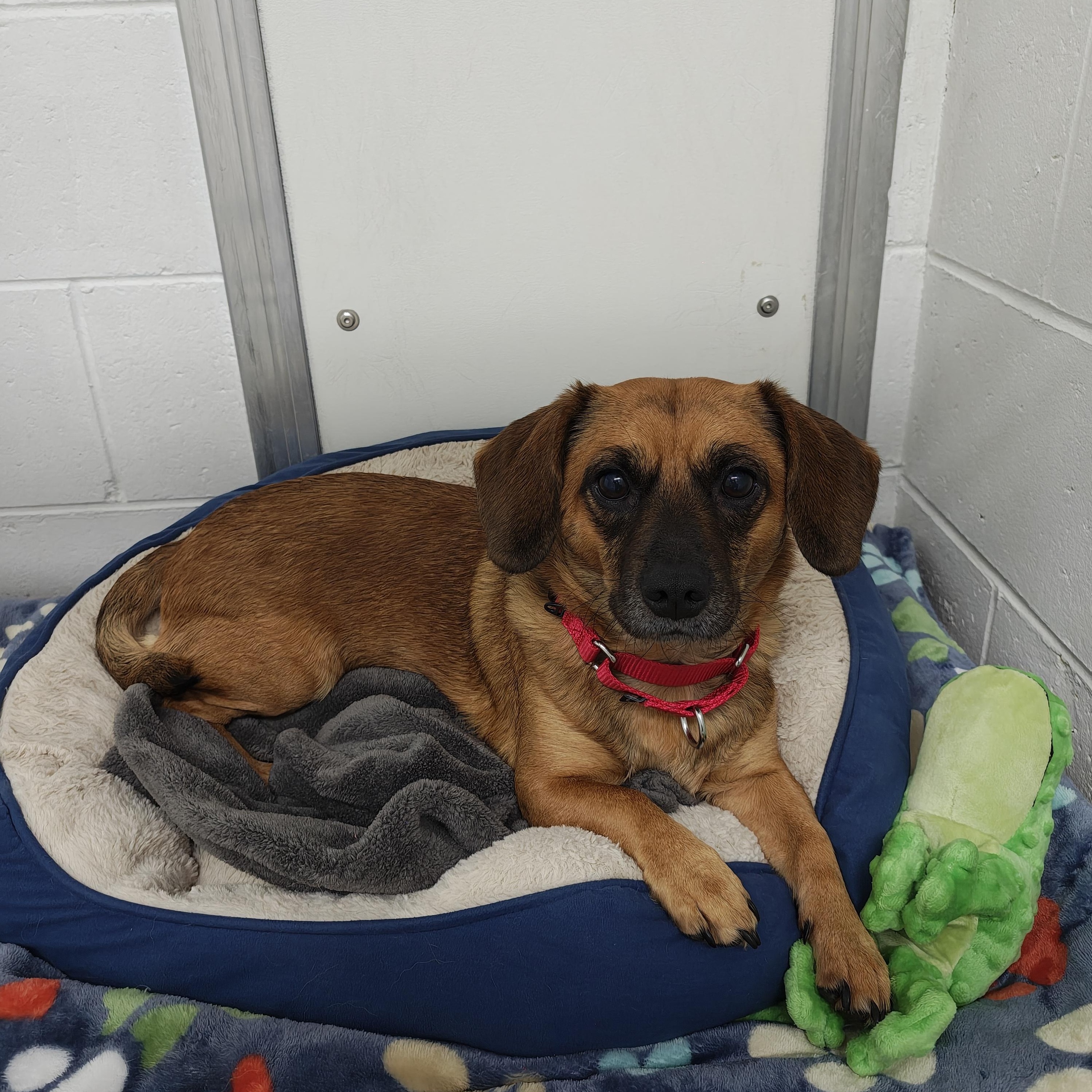 Enlarge Bisquick, a Adopted mixed breed in Oconto, WI image 1/3