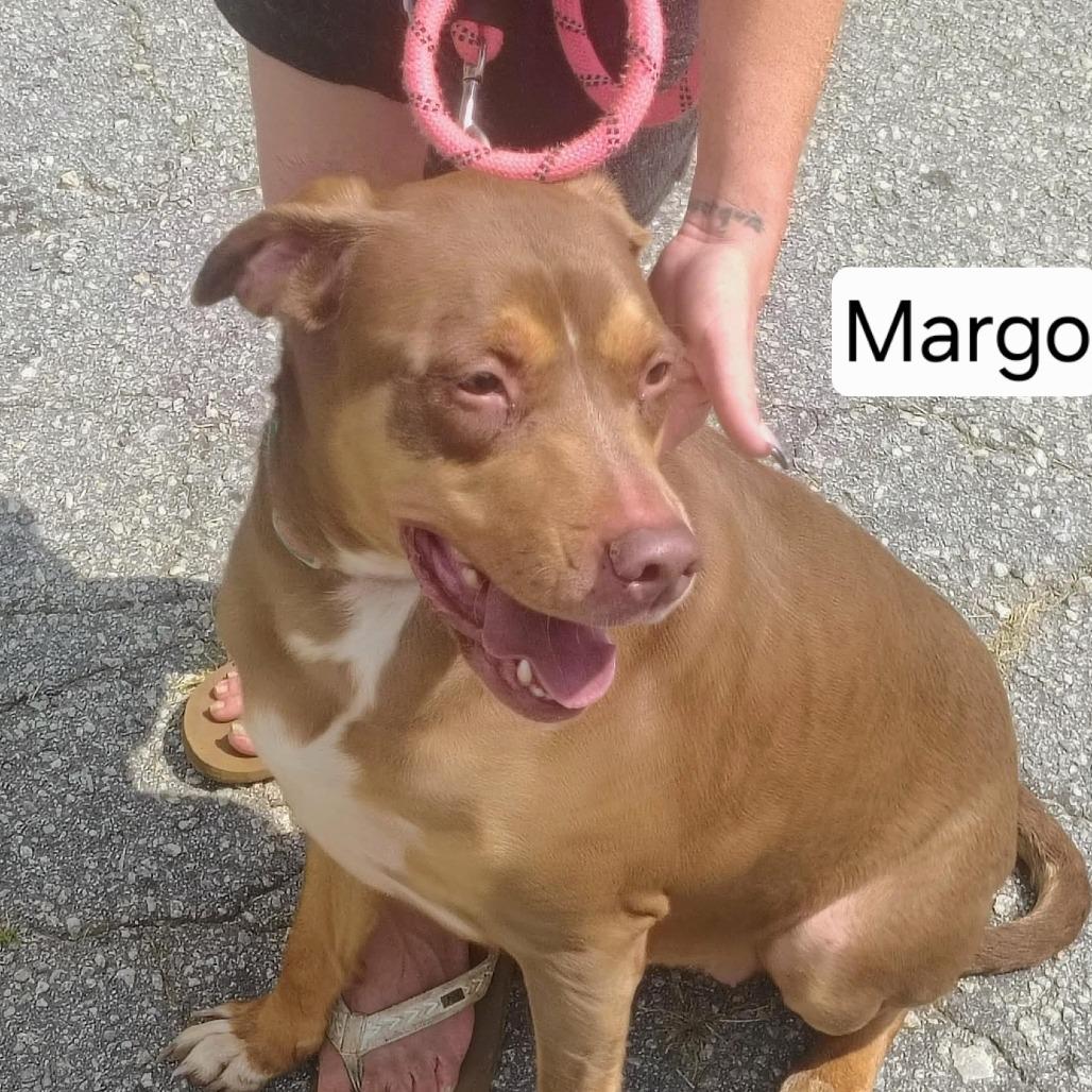 Enlarge Margo, a Adopted mixed breed in Hope Mills, NC image 1/1