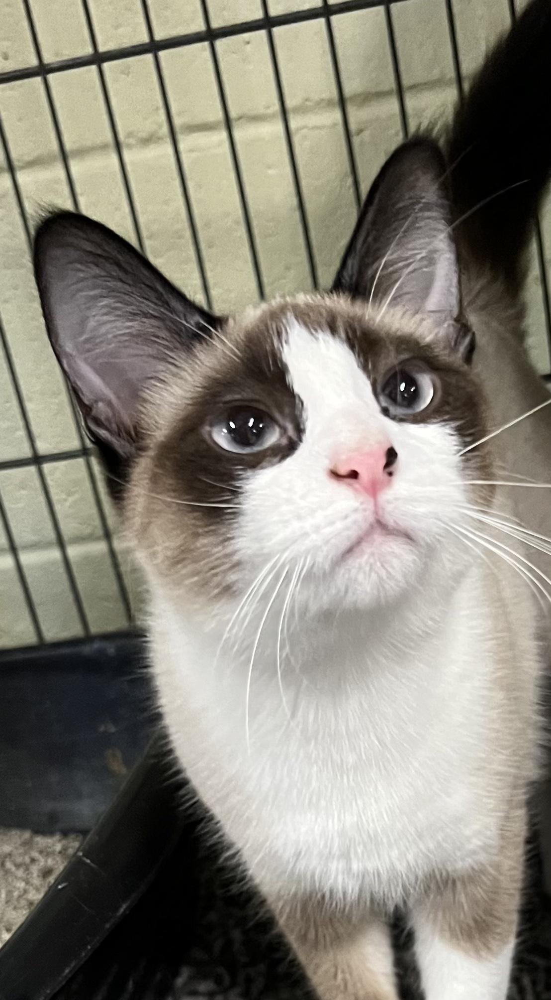 Enlarge Bella, a Adoptable Domestic Short Hair in Holland, MI image 1/1
