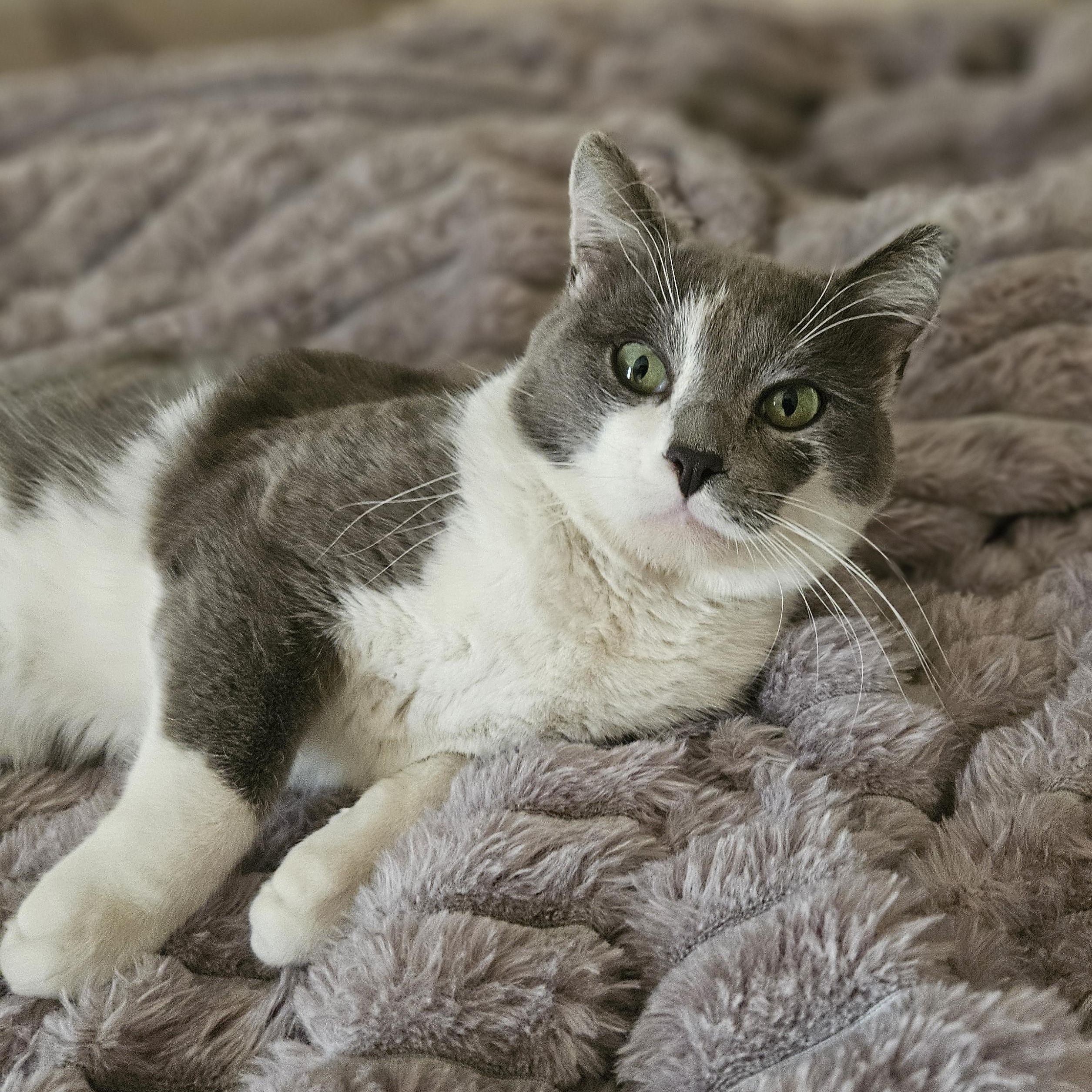 Chopper Whataburger , Adoptable, Kitten Male Domestic Short Hair.