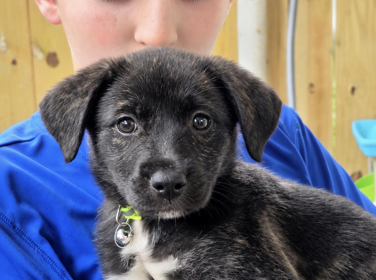 Cricket, an adopted mixed breed in Covington, LA image 1/3