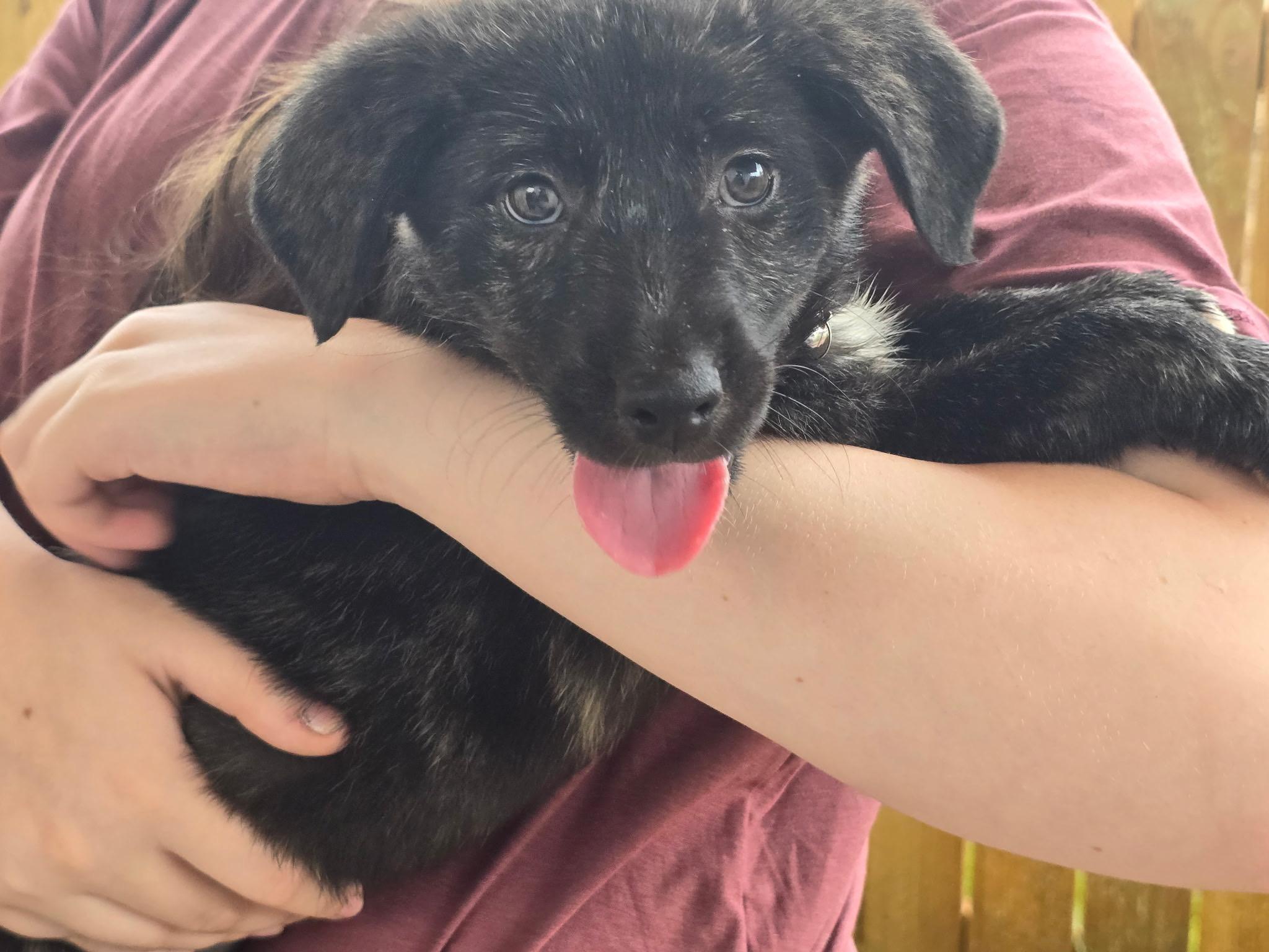 Cricket, an adopted mixed breed in Covington, LA image 2/3
