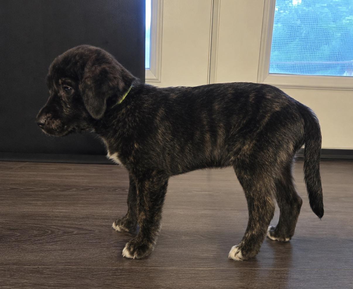 Cricket, an adopted mixed breed in Covington, LA image 3/3