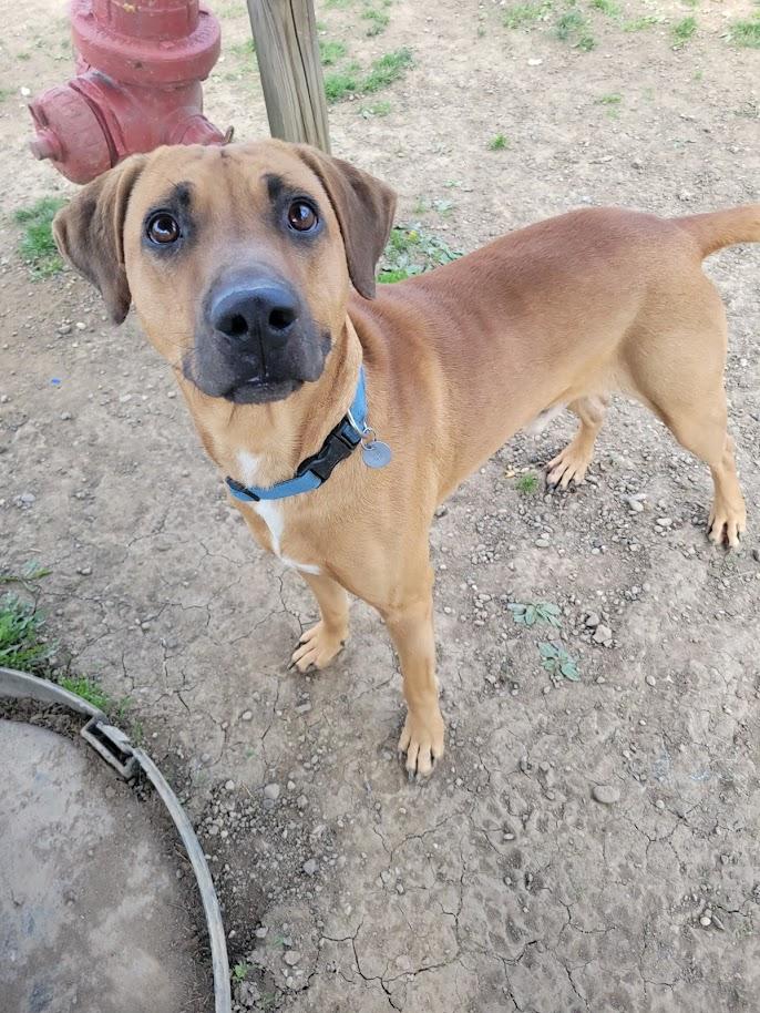 Enlarge VIKING 069-26, a ADOPTABLE mixed breed in Cambridge, OH image 3/6