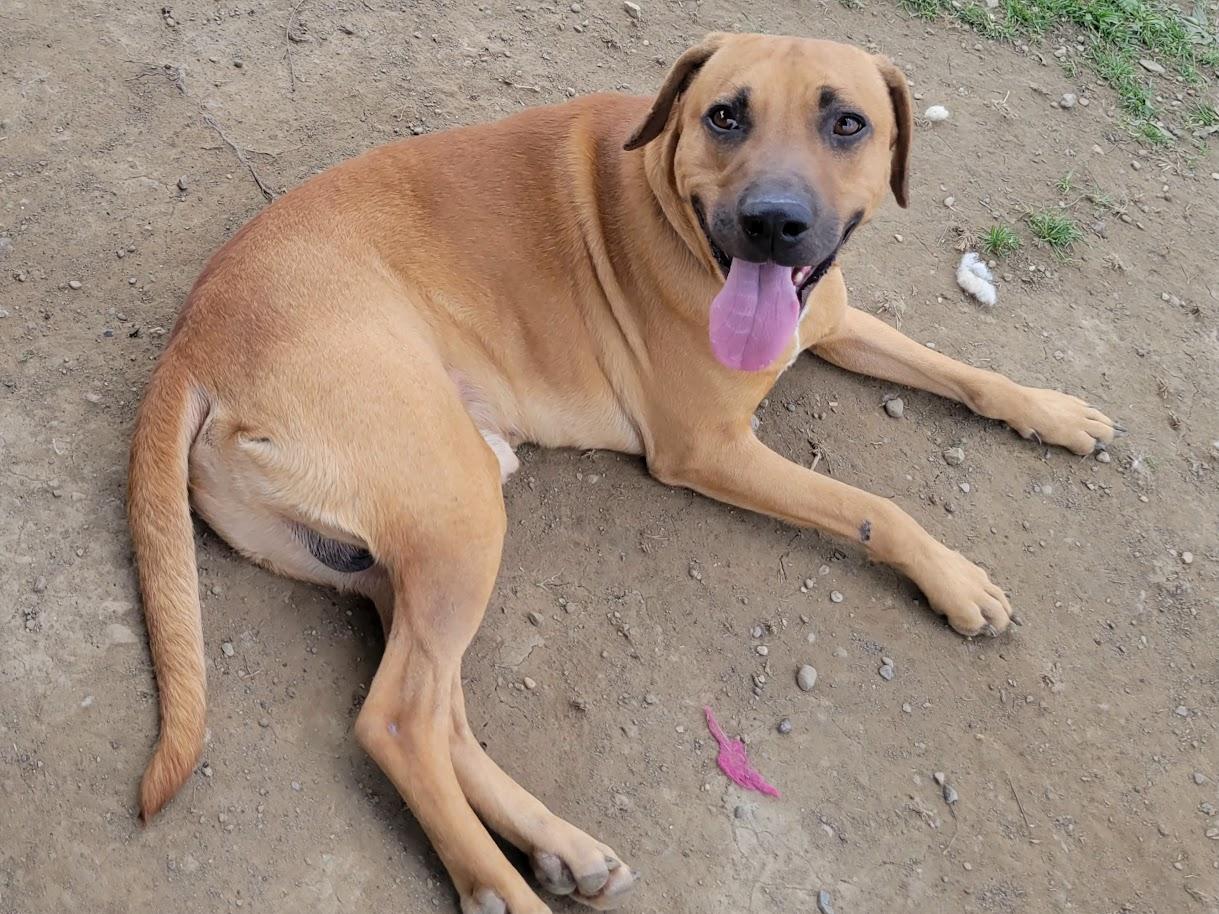 Enlarge VIKING 069-26, a ADOPTABLE mixed breed in Cambridge, OH image 6/6