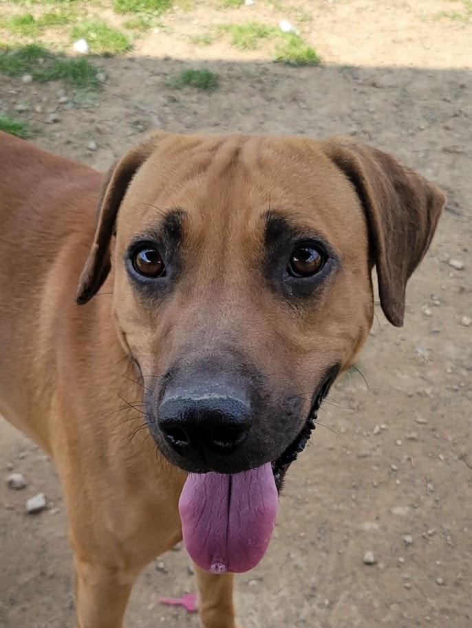 Enlarge VIKING 069-26, a ADOPTABLE mixed breed in Cambridge, OH image 5/6