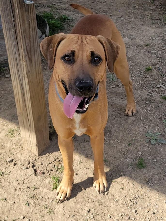 Enlarge VIKING 069-26, a ADOPTABLE mixed breed in Cambridge, OH image 2/6