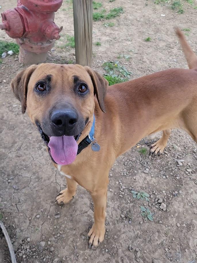 VIKING 069-26, ADOPTABLE, Young Male Plott Hound.
